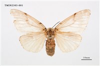 藏品(木毒蛾)的圖片